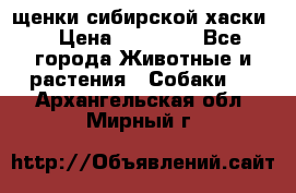 щенки сибирской хаски  › Цена ­ 10 000 - Все города Животные и растения » Собаки   . Архангельская обл.,Мирный г.